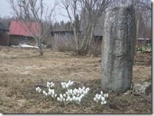 Kevad2011 014